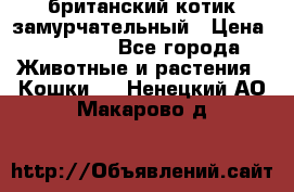 британский котик замурчательный › Цена ­ 12 000 - Все города Животные и растения » Кошки   . Ненецкий АО,Макарово д.